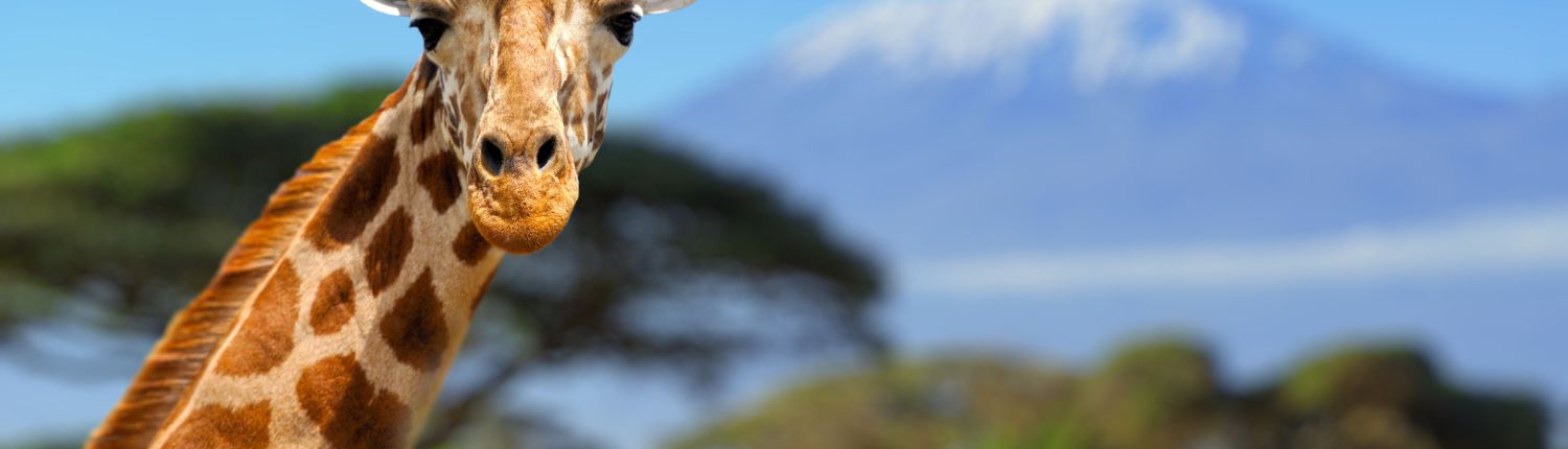 viajar a Tanzania con Bhárad