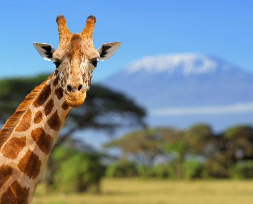 viajar a Tanzania con Bhárad