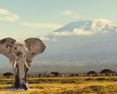 Elefante en Tanzania, uno de los destinos de luna de miel de Bhárad