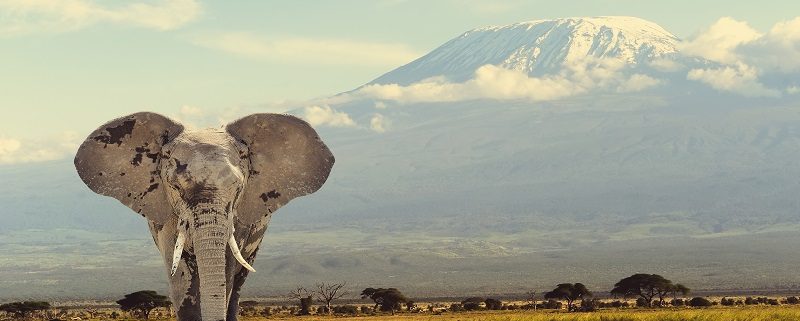 Elefante en Tanzania, uno de los destinos de luna de miel de Bhárad