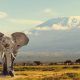 Elefante en Tanzania, uno de los destinos de luna de miel de Bhárad