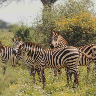 africa-viajes-bharad